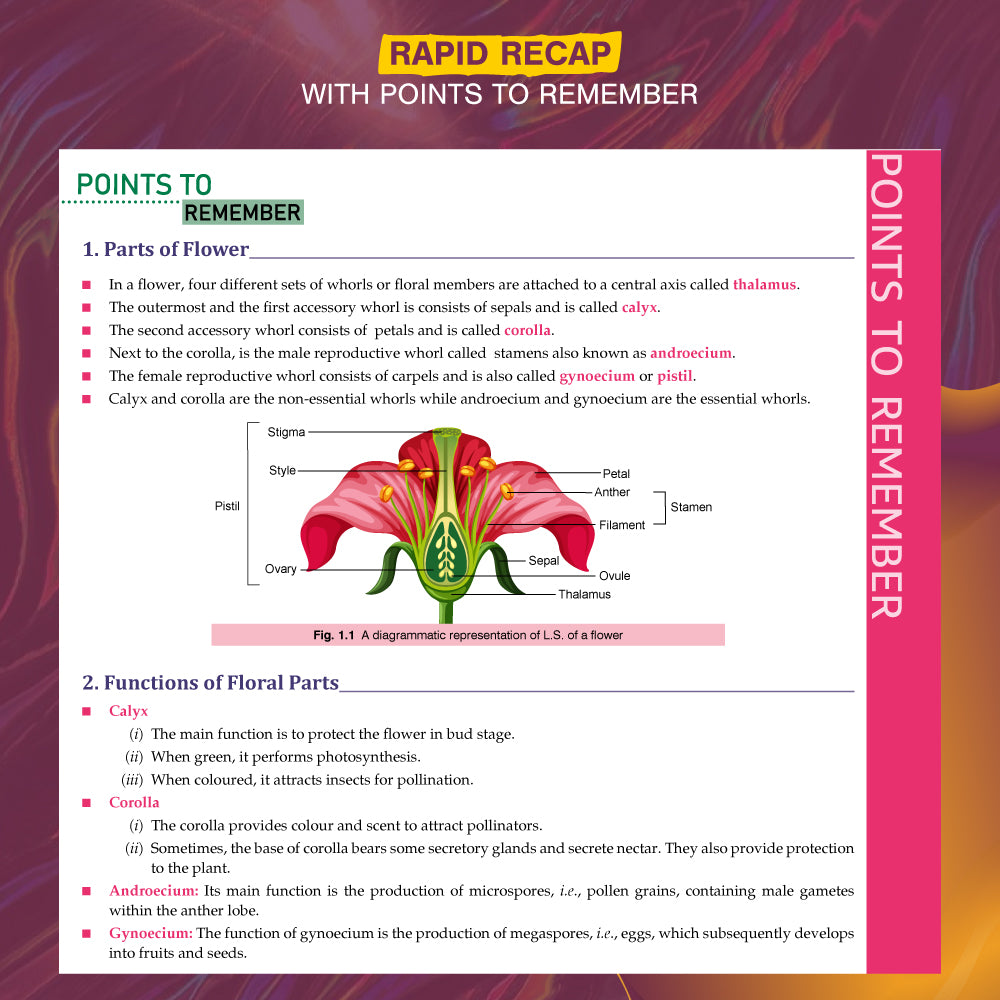 Xam idea Class 12 Biology | 2025-26 Edition | NEP & NCFSE Aligned | Mind Maps, Case-based Qs & Latest CBSE Pattern